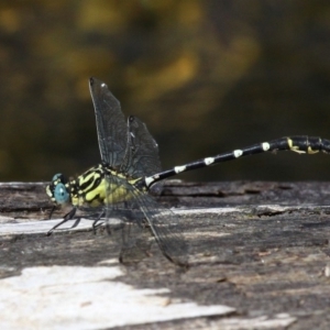 Hemigomphus heteroclytus at Uriarra Village, ACT - 18 Dec 2016 03:12 PM