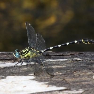 Hemigomphus heteroclytus (Stout Vicetail) at Cotter Reserve - 18 Dec 2016 by HarveyPerkins