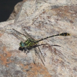 Austrogomphus australis at Uriarra Village, ACT - 18 Dec 2016