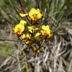 Diuris semilunulata (Late Leopard Orchid) at Tidbinbilla Nature Reserve - 19 Nov 2016 by galah681