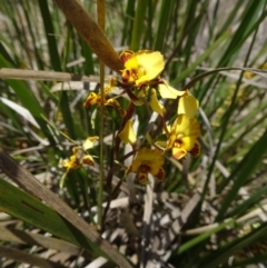 Diuris semilunulata at Paddys River, ACT - suppressed