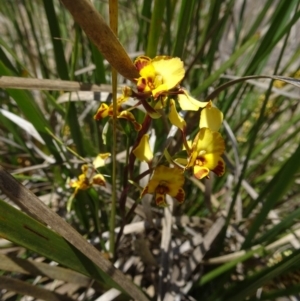 Diuris semilunulata at Paddys River, ACT - suppressed