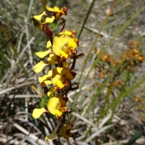 Diuris semilunulata at Paddys River, ACT - suppressed