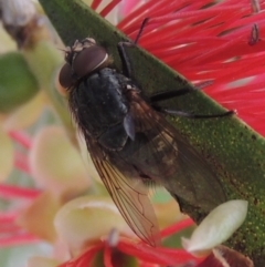 Calliphora sp. (genus) (Unidentified blowfly) at Conder, ACT - 29 Nov 2016 by michaelb