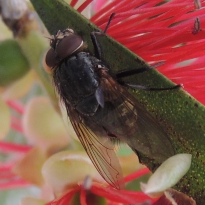 Calliphora sp. (genus) (Unidentified blowfly) at Pollinator-friendly garden Conder - 29 Nov 2016 by michaelb