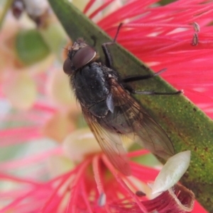 Calliphora sp. (genus) at Conder, ACT - 29 Nov 2016 05:25 PM