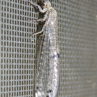 Bandidus canifrons (An Antlion Lacewing) at Conder, ACT - 29 Nov 2016 by MichaelBedingfield