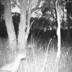 Burhinus grallarius (Bush Stone-curlew) at Mulligans Flat - 22 Dec 2016 by MulligansFlat1