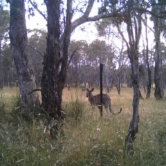 Macropus giganteus (Eastern Grey Kangaroo) at Mulligans Flat - 22 Dec 2016 by MulligansFlat1