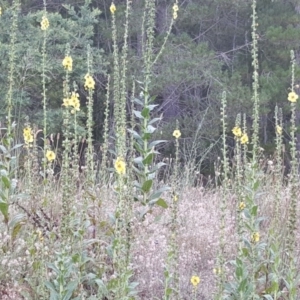 Verbascum virgatum at Isaacs, ACT - 24 Dec 2016 07:20 AM