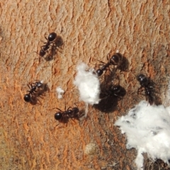 Papyrius nitidus (Shining Coconut Ant) at Point Hut to Tharwa - 30 Nov 2016 by michaelb