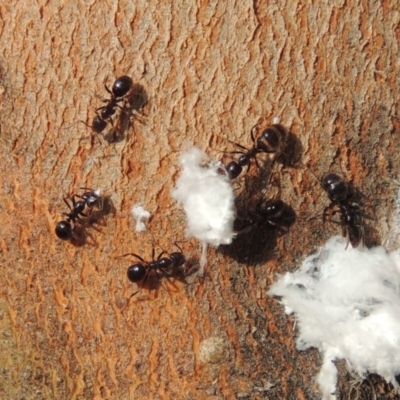 Papyrius nitidus (Shining Coconut Ant) at Paddys River, ACT - 30 Nov 2016 by MichaelBedingfield