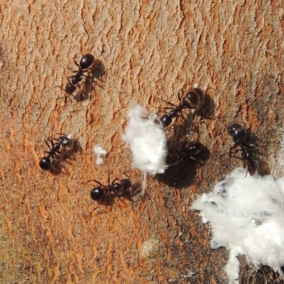 Papyrius nitidus (Shining Coconut Ant) at Paddys River, ACT - 30 Nov 2016 by michaelb