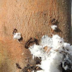 Papyrius nitidus at Paddys River, ACT - suppressed