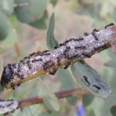 Eriococcus confusus (Gumtree scale) at Point Hut to Tharwa - 30 Nov 2016 by michaelb