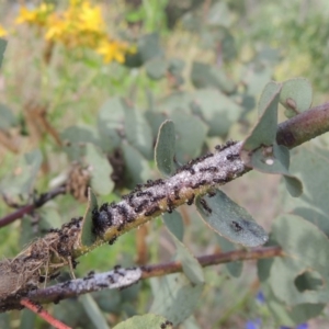 Eriococcus confusus at Paddys River, ACT - 30 Nov 2016 07:09 PM