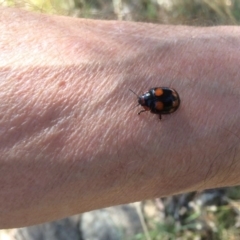 Paropsisterna beata (Blessed Leaf Beetle) at Wallaroo, NSW - 13 Dec 2016 by DaveW