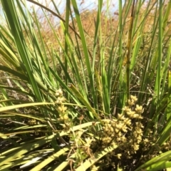 Lomandra multiflora (Many-flowered Matrush) at Wallaroo, NSW - 13 Dec 2016 by DaveW