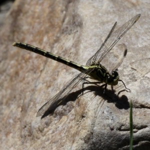 Austrogomphus guerini at Uriarra Village, ACT - 18 Dec 2016 03:37 PM