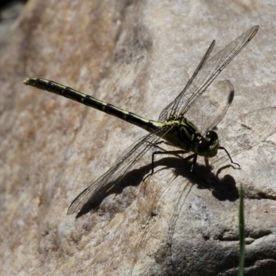 Austrogomphus guerini (Yellow-striped Hunter) at Uriarra Village, ACT - 18 Dec 2016 by HarveyPerkins