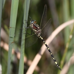 Synthemis eustalacta (Swamp Tigertail) at Kowen, ACT - 11 Dec 2016 by HarveyPerkins