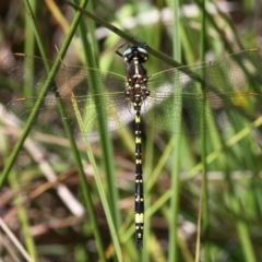 Synthemis eustalacta (Swamp Tigertail) at Lower Cotter Catchment - 28 Feb 2016 by HarveyPerkins