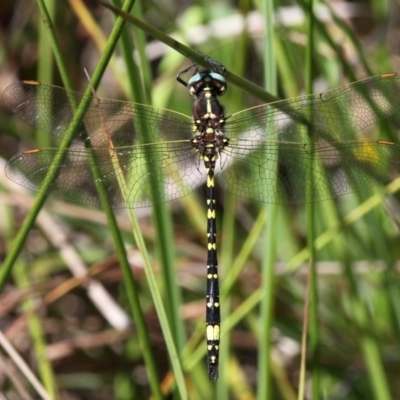 Synthemis eustalacta (Swamp Tigertail) at Lower Cotter Catchment - 28 Feb 2016 by HarveyPerkins