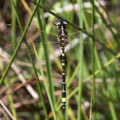 Synthemis eustalacta (Swamp Tigertail) at Cotter River, ACT - 28 Feb 2016 by HarveyPerkins