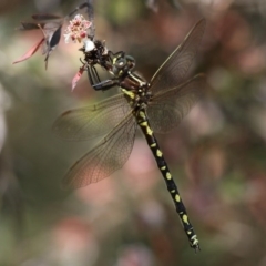 Synthemis eustalacta (Swamp Tigertail) at Mount Clear, ACT - 30 Dec 2015 by HarveyPerkins