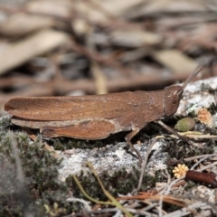 Goniaea opomaloides (Mimetic Gumleaf Grasshopper) at Paddys River, ACT - 23 Dec 2016 by HarveyPerkins