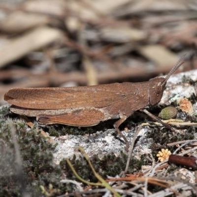 Goniaea opomaloides (Mimetic Gumleaf Grasshopper) at Namadgi National Park - 23 Dec 2016 by HarveyPerkins