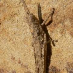 Coryphistes ruricola (Bark-mimicking Grasshopper) at QPRC LGA - 4 Apr 2009 by HarveyPerkins