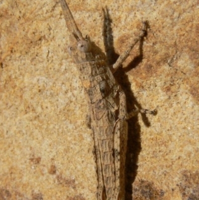 Coryphistes ruricola (Bark-mimicking Grasshopper) at QPRC LGA - 4 Apr 2009 by HarveyPerkins