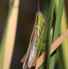 Bermius brachycerus (A grasshopper) at Cotter Reserve - 26 Mar 2016 by HarveyPerkins