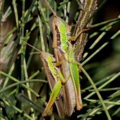 Bermius brachycerus (A grasshopper) at Cotter Reserve - 26 Mar 2016 by HarveyPerkins