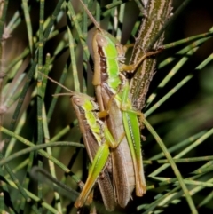 Bermius brachycerus (A grasshopper) at Paddys River, ACT - 26 Mar 2016 by HarveyPerkins