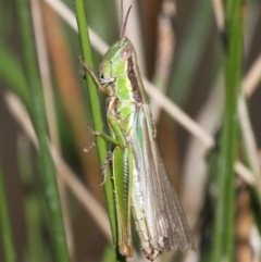 Bermius brachycerus (A grasshopper) at Duffy, ACT - 26 Mar 2016 by HarveyPerkins
