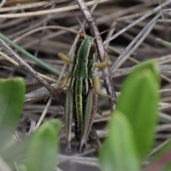 Kosciuscola cognatus (A grasshopper) at Namadgi National Park - 17 Jan 2016 by HarveyPerkins