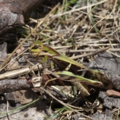 Gastrimargus musicus (Yellow-winged Locust or Grasshopper) at Namadgi National Park - 17 Jan 2016 by HarveyPerkins