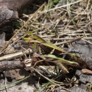 Gastrimargus musicus at Cotter River, ACT - 17 Jan 2016 12:53 PM