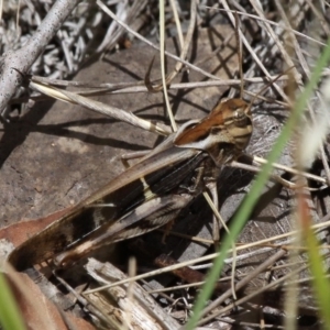 Gastrimargus musicus at Cotter River, ACT - 17 Jan 2016 12:53 PM