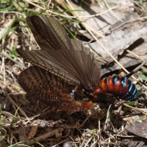 Acripeza reticulata at Cotter River, ACT - 17 Jan 2016 12:57 PM