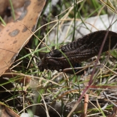 Acripeza reticulata at Cotter River, ACT - 17 Jan 2016