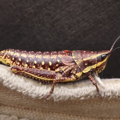 Monistria concinna (Southern Pyrgomorph) at Cotter River, ACT - 17 Jan 2016 by HarveyPerkins