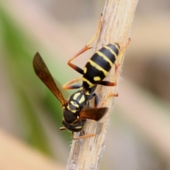 Polistes (Polistes) chinensis (Asian paper wasp) at Dunlop, ACT - 21 Jan 2016 by HarveyPerkins