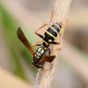 Polistes (Polistes) chinensis at Dunlop, ACT - 21 Jan 2016 12:33 PM