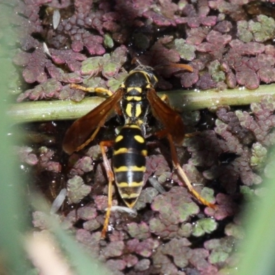 Polistes (Polistes) chinensis (Asian paper wasp) at Fyshwick, ACT - 18 Dec 2016 by HarveyPerkins