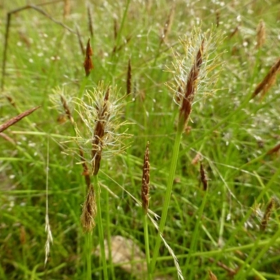 Eleocharis atricha (Tuber Spikerush) at Aranda, ACT - 23 Dec 2016 by RWPurdie