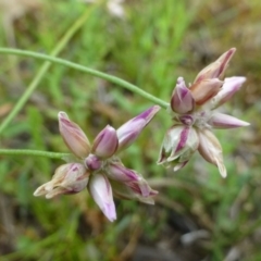 Laxmannia gracilis (Slender Wire Lily) at Canberra Central, ACT - 24 Dec 2016 by RWPurdie