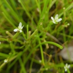 Stylidium despectum (Small Trigger Plant) at Aranda, ACT - 24 Dec 2016 by RWPurdie